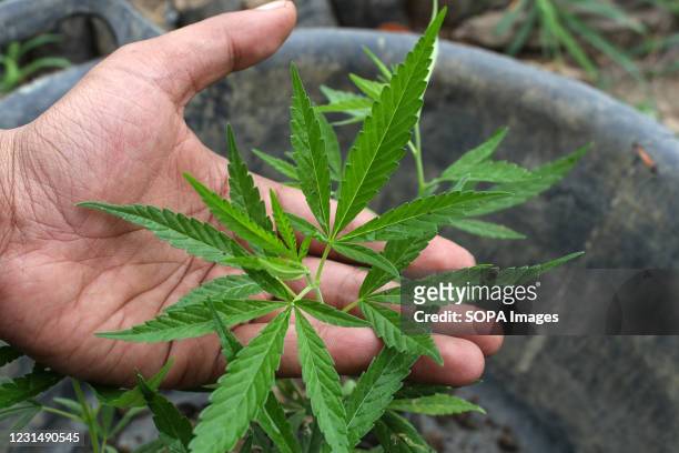 View of the cannabis plant in a field in North Aceh. TNI-Polri officers uprooted and burnt 15,000 cannabis plants and arrested the plant owner,...