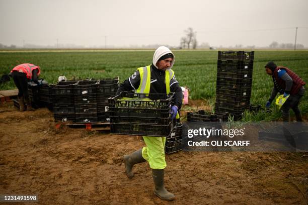 Migrant worker flower pickers from Romania harvest daffodils on Taylors Bulbs farm near Holbeach in eastern England, on March 3, 2021. - Taylors...