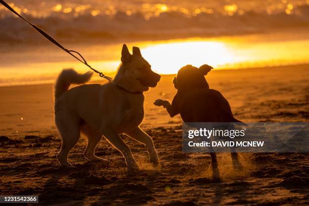 Dogs play at sunset on Butterfly Beach in the Montecito neighborhood of Santa Barbara, California, on March 5, 2021.