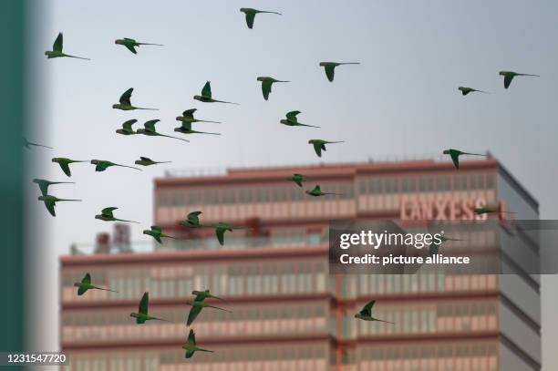 March 2021, North Rhine-Westphalia, Cologne: Collared parakeets fly in a flock to their roosting tree in downtown Cologne shortly after sunset....