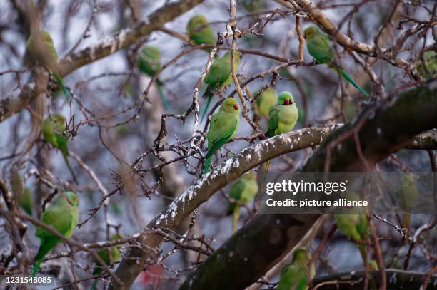 March 2021, North Rhine-Westphalia, Cologne: Collared parakeets congregate on their roosting tree downtown after sunset. Residents near these trees...