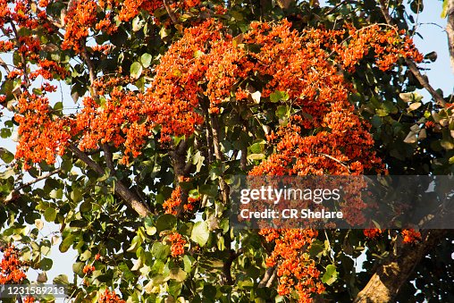 Palasha Palash Flower Tree Butea Monosperma Or Palash Flower India High-Res ...