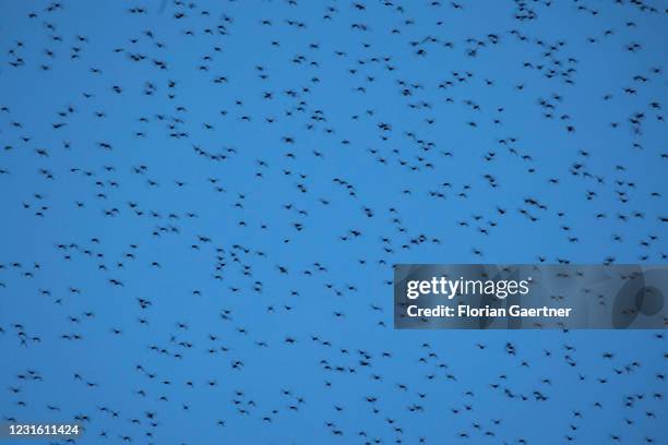 Flock of birds is pictured during blue hour on March 08, 2021 in Berlin, Germany.