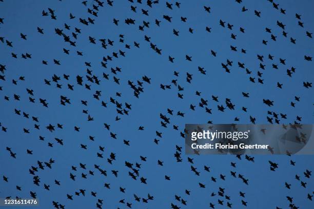 Flock of birds is pictured during blue hour on March 08, 2021 in Berlin, Germany.