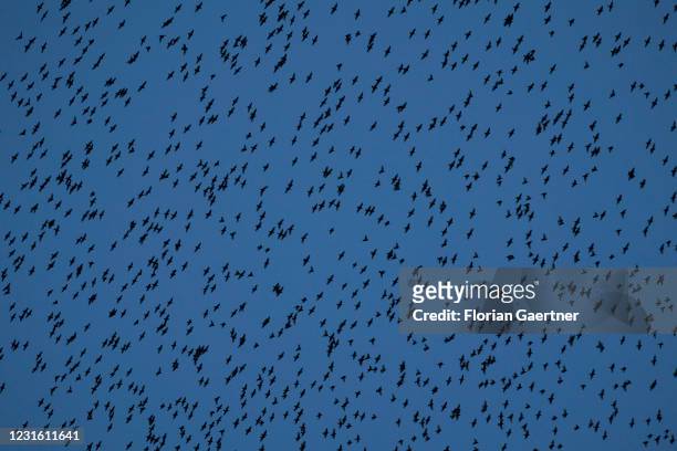 Flock of birds is pictured during blue hour on March 08, 2021 in Berlin, Germany.