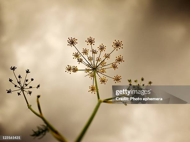 urban growth - poison hemlock stock pictures, royalty-free photos & images