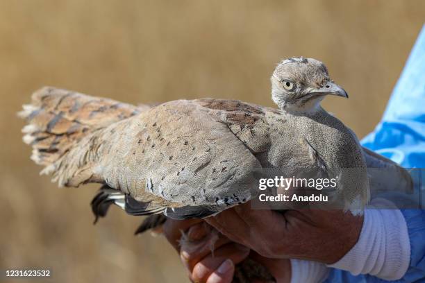 2,185 Injured Bird Photos and Premium High Res Pictures - Getty Images 2,185 Injured Bird Photos and Premium High Res Pictures - Getty Images