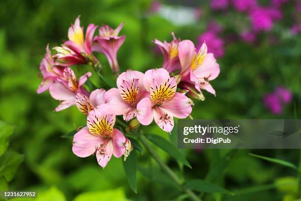 alstroemeria - alstromeria stock pictures, royalty-free photos & images