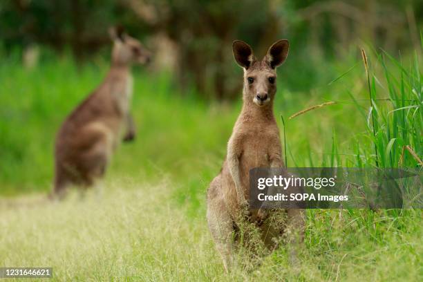 Eastern Grey Kangaroo at Lake Cootharba, Queensland, Australia.