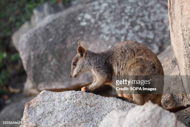 Allied Rock Wallaby at Magnetic Island's Geoffrey Bay.