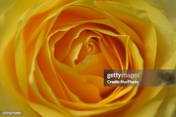 Close up of rose petals.On Friday, 12 March 2021, in Dublin, Ireland.