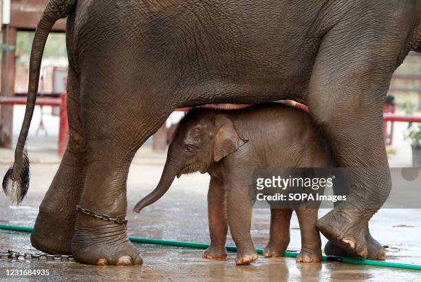 269 Thai National Elephant Day Photos and Premium High Res Pictures - Getty  Images