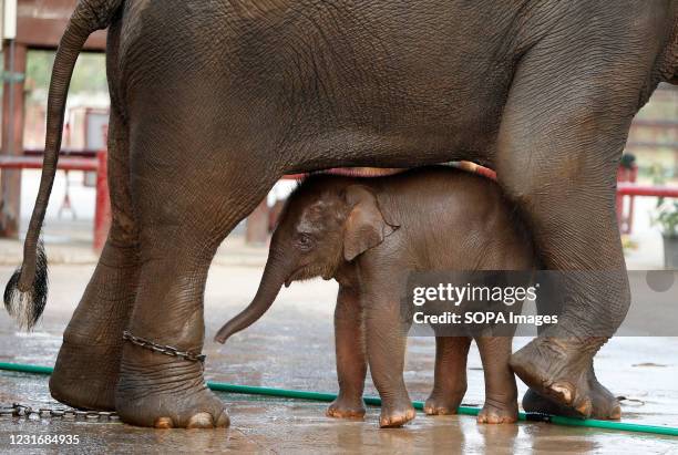269 Thai National Elephant Day Photos and Premium High Res Pictures - Getty Images 269 Thai National Elephant Day Photos and Premium High Res Pictures - Getty Images