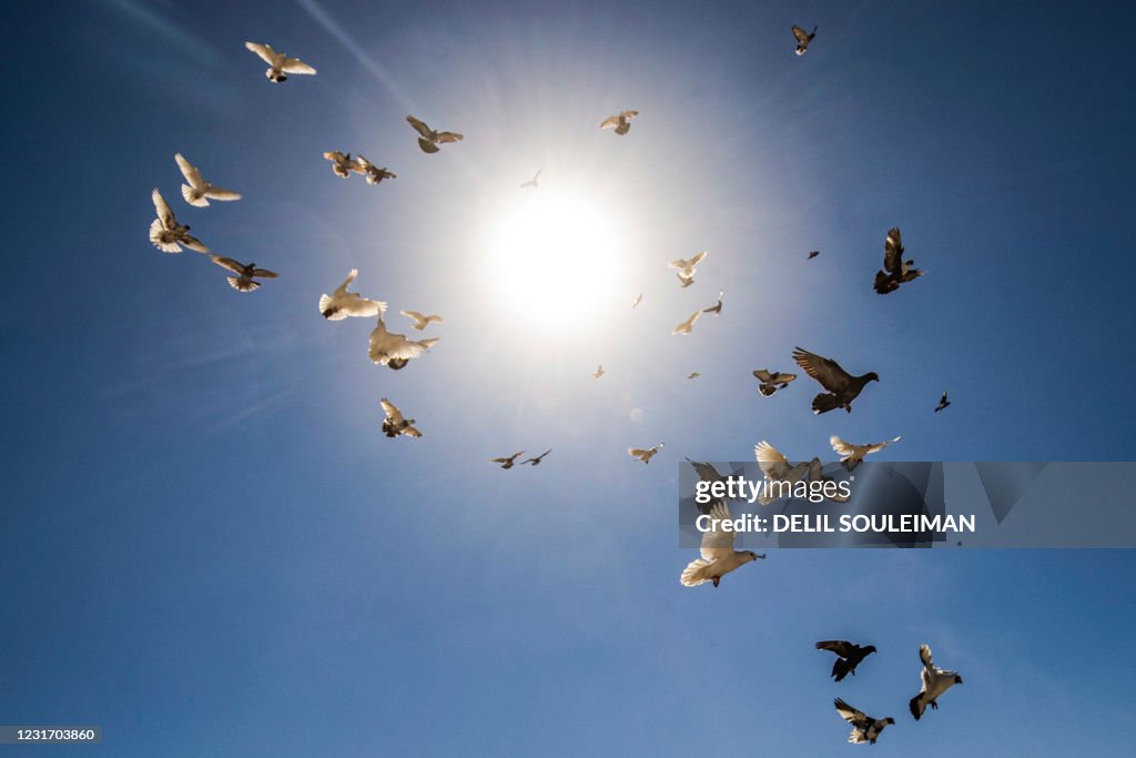TOPSHOT-SYRIA-SOCIAL-ANIMAL-PIGEON