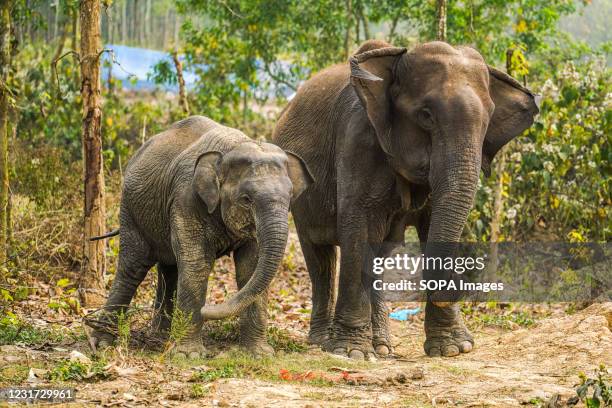 Mother elephant with a baby elephant seen at Bangabandhu Sheikh Mujib Safari Park, in Gazipur.