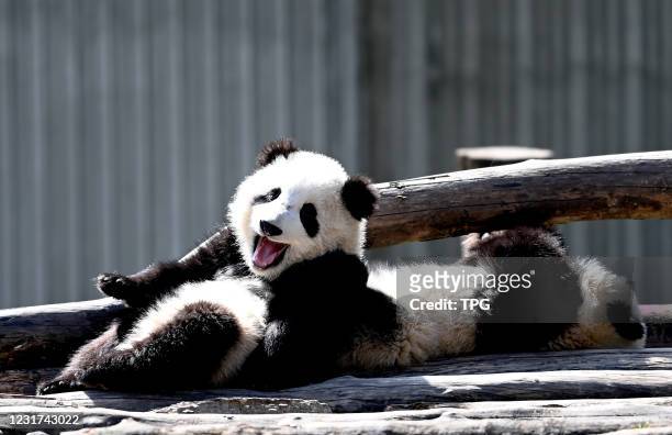 The baby pandas are enjoying the spring sunshine on 15th March, 2021 in Wolong,Sichuan,China