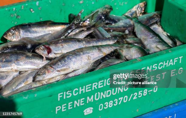 March 2021, Mecklenburg-Western Pomerania, Freest: Freshly caught herrings lie in a fish box in the fishing port of Freest. The low catch quotas that...