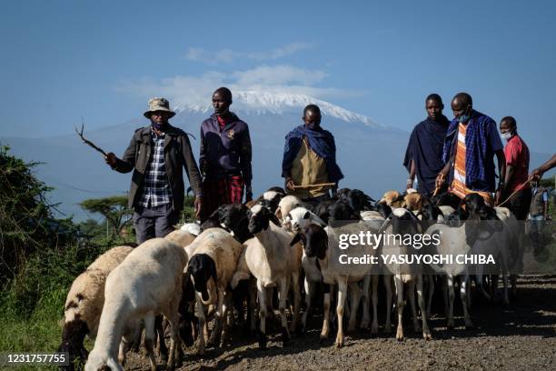 Masai men bringing goats to a livestock market to sell in Kimana, Kenya, on March 2, 2021.