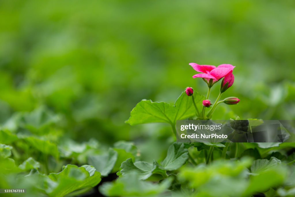 Gardens Prepare For Spring Season In Krakow, Poland