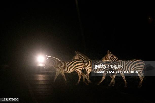 Zebras cross the road which has about 70 meter-long free electric-fence area for all animals as their corridor in the Amboseli-Tsavo ecosystem at...