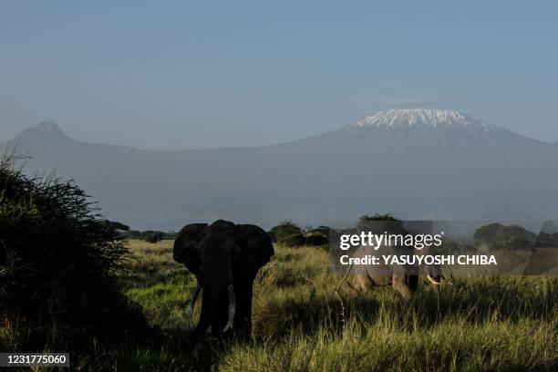 Tolstoy , 49-year-old elephant that is considered having the longest tusks among others in the Amboseli ecosystem, grazes with a view of Mount...