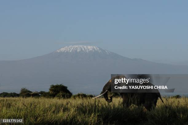 An elephant grazes with a view of Mount Kilimanjaro in the background at Kimana Sanctuary in Kimana, Kenya, on March 3, 2021. - A turf war has...