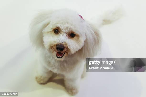 Year-old Toy Poodle, reacts her food when she recognizes it on the hands of her owner in Antalya, Turkey on March 17, 2021.