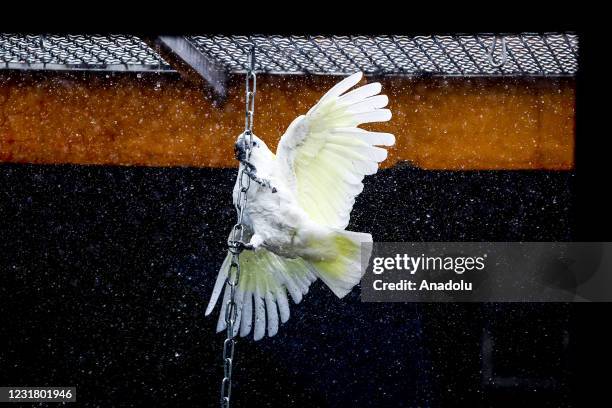 Goffins cockatoos is seen at the Moscow Zoo in Moscow, Russia on March 18, 2021. Goffins are native to the forests of Yamdena, Larat, and Selaru, all...