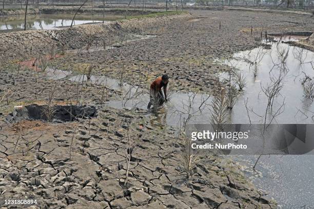 Salinity effect seen in soil as a result trees has died after Cyclone amphan hit in Satkhira, Bangladesh on March 19, 2021. Deep cracks seen in a...