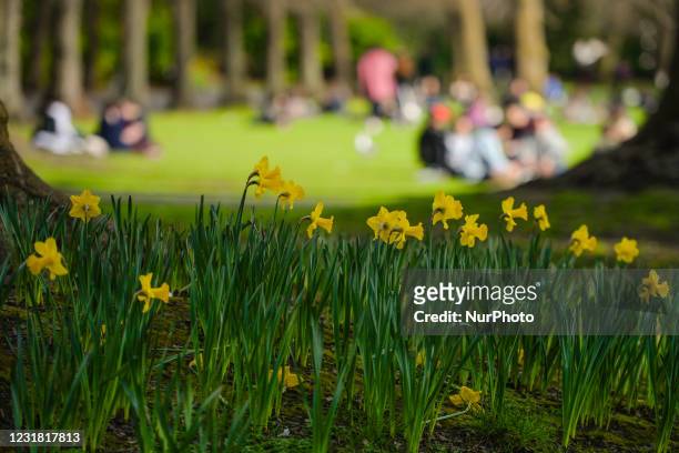 Blooming daffodils seen at St Stephen's Green Park in Dublin's city centre during level 5 COVID-19 lockdown. On Friday, 19 March 2021, in Dublin,...