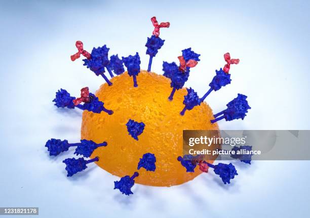March 2021, Brandenburg, Potsdam/Golm: The scale model of a Sars-Cov-2 cell with red-labeled antibodies and spike proteins lies on a table at the...