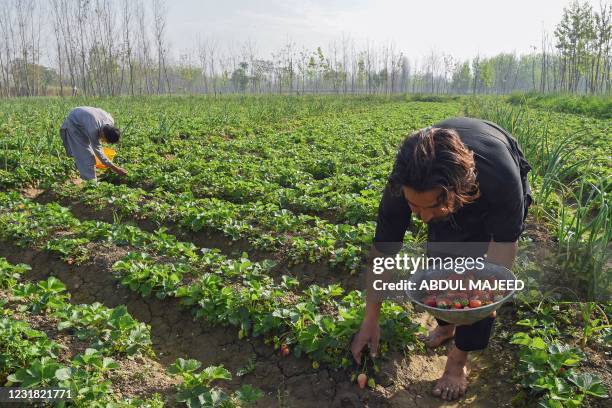 Farmers are seen harvesting strawberries at a field in Peshawar on March 20, 2021.