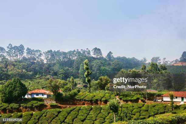 Tea plants seen growing along the hills of one of the many tea estate plantations in Munnar, Idukki, Kerala, India. Tea is one of the main crops in...