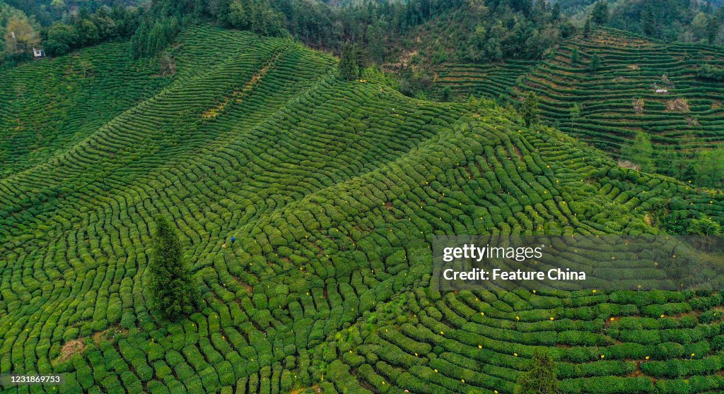 Tea Plantation Terraces
