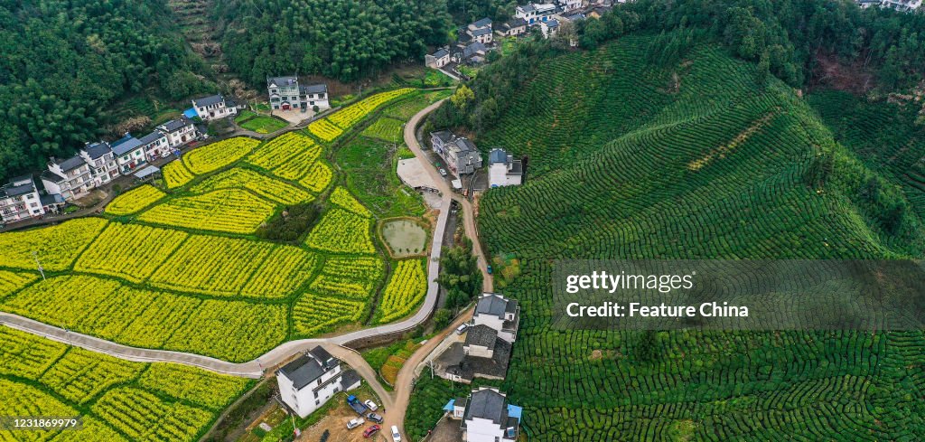 Tea Plantation Terraces