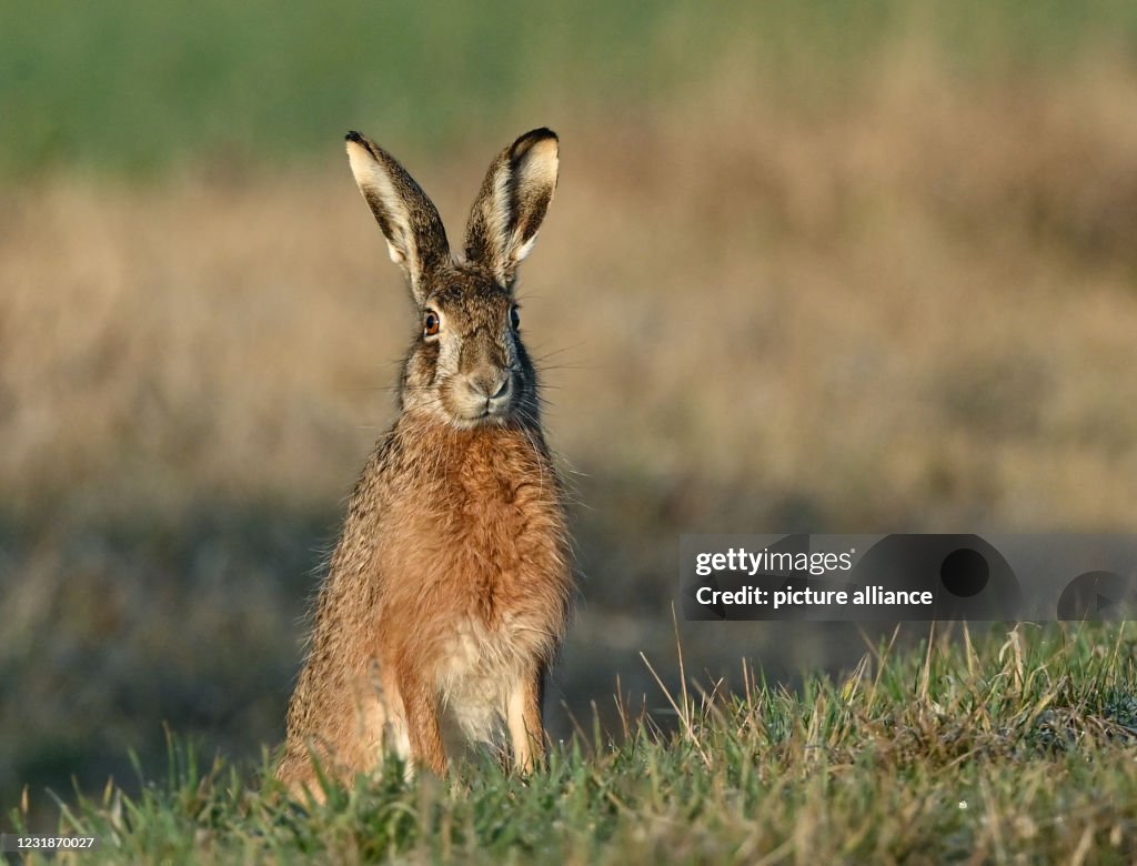 European Rabbit Hare A brown hare crouches in the early morning at the edge of a field in ...