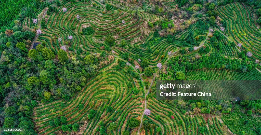 Tea Plantation Terraces