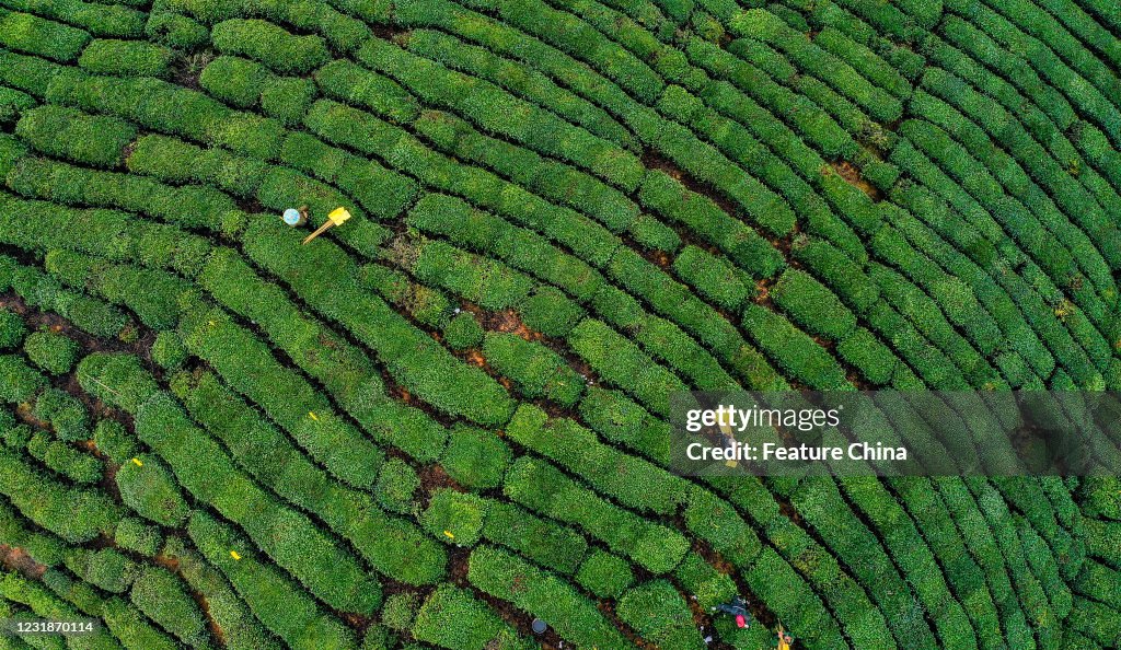 Tea Plantation Terraces