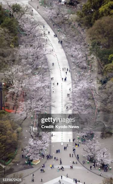 Photo taken from a Kyodo News helicopter shows rows of cherry blossom trees at Ueno Park in Tokyo on March 22, 2021.
