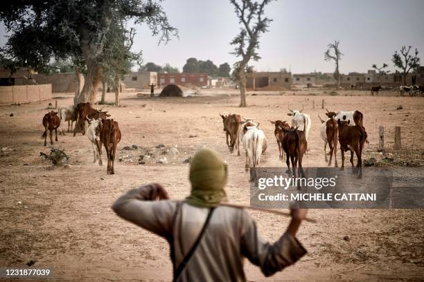 Fulani herder leads his livestock to graze in the fields between Sevare and Mopti in central Mali on March 18, 2021.