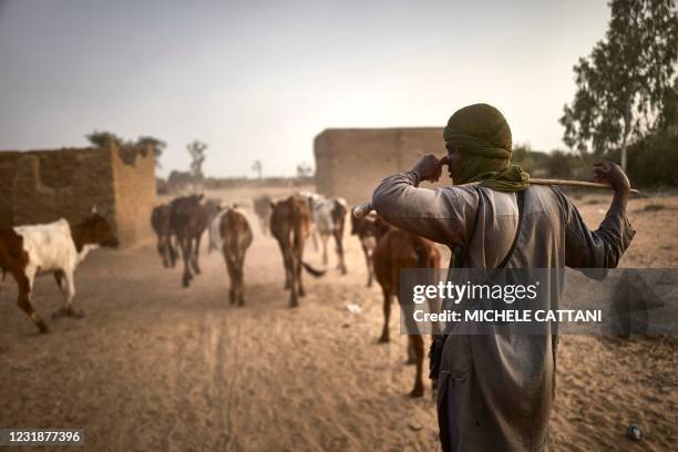 Fulani herder leads his cattle to graze in the fields between Sevare and Mopti in central Mali on March 18, 2021.