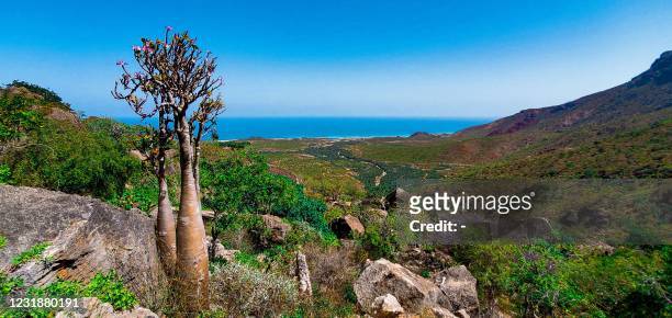 This picture taken on February 13, 2021 shows a view of Desert rose plants growing on Di-Hamri mountain in the Yemeni Island of Socotra, a site of...
