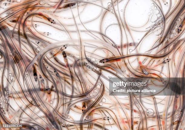 March 2021, Brandenburg, Werder : Young eels swim in transport boxes from which they are released by commercial fishermen into the Havel and its...