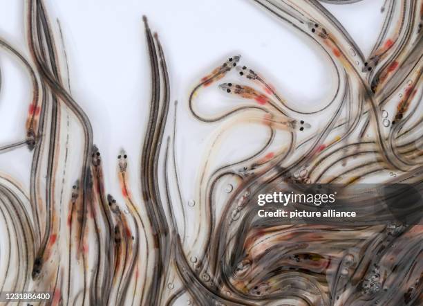 March 2021, Brandenburg, Werder : Young eels swim in transport boxes from which they are released by commercial fishermen into the Havel and its...