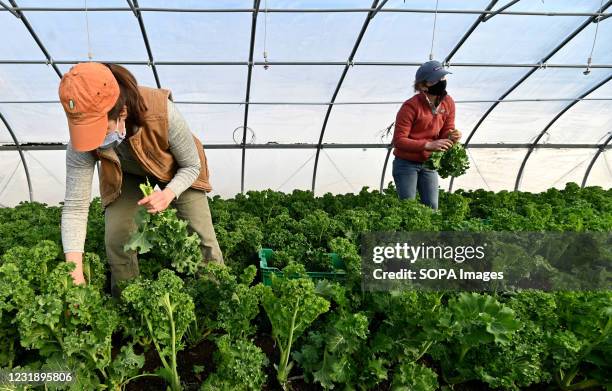 Women farmers wearing face masks as a precaution against the spread of covid-19 pick kale and put it into bunches inside a greenhouse tunnel at...