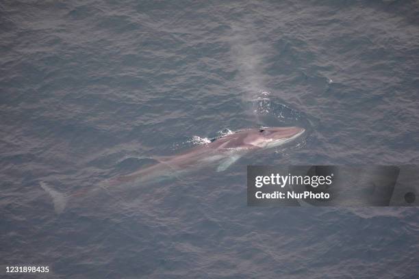 Sei whale blows water off in the coast of Kaikoura Peninsula, South Island, New Zealand on March 24, 2021. Kaikoura is a famous travel destination...