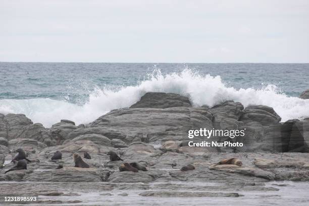 Fur seals bask in the sun in Kaikoura Peninsula, South Island, New Zealand on March 24, 2021. Kaikoura is a famous travel destination for whales, fur...