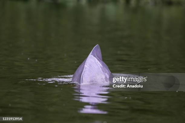 Amazon pink river dolphin or delfin rosado, is seen at Damas del Nare lake in Guaviare, Colombia on March 24, 2021. The Guaviare department, the door...