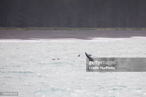 Dusky dolphin jumps out of water in Kaikoura bay in Kaikoura Peninsula, South Island, New Zealand on March 25, 2021. Kaikoura is recognized as one of...