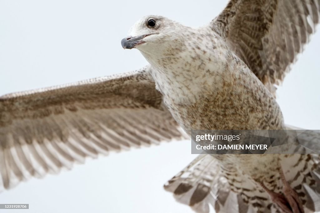 FRANCE-ANIMAL-GULL